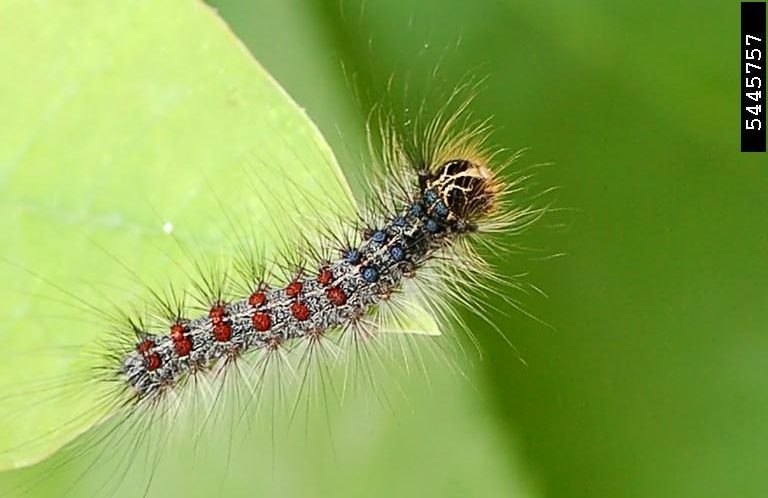 How to get rid of gypsy moth?
