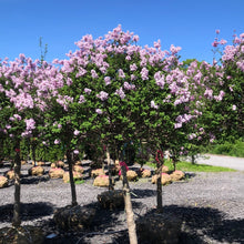 Load image into Gallery viewer, Standard Korean Lilac 26