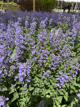Load image into Gallery viewer, Purrsian Blue Catmint