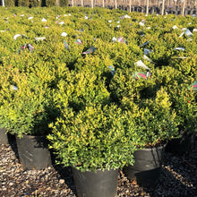Load image into Gallery viewer, Boxwood, Green Velvet