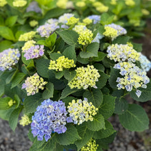Load image into Gallery viewer, Hydrangea, Everlasting Revolution