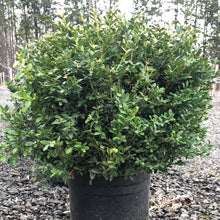Load image into Gallery viewer, Boxwood, Green Velvet