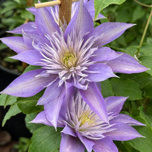 Load image into Gallery viewer, Clematis, Crystal Fountain
