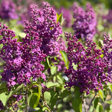 Load image into Gallery viewer, Ludwig Spaeth Lilac