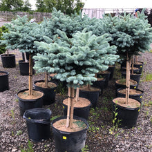 Load image into Gallery viewer, Standard Globe Blue Spruce 31