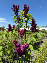 Load image into Gallery viewer, Charles Joly Lilac