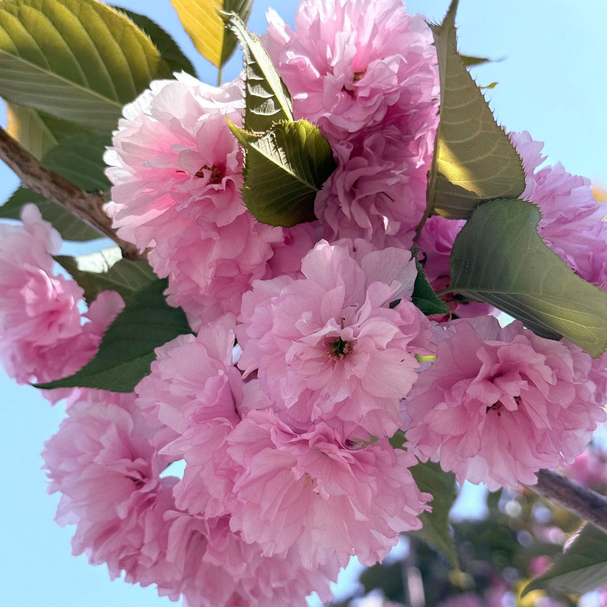 Kwanzan Cherry 23 – Songsco.com
