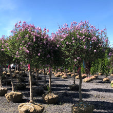 Load image into Gallery viewer, Standard Korean Lilac 26