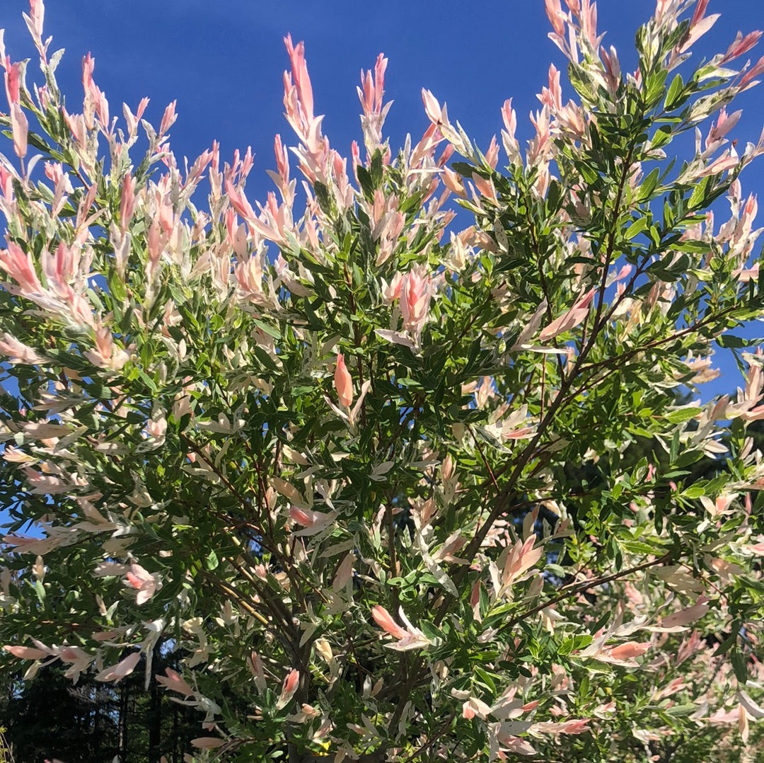 Dappled Willow Standard