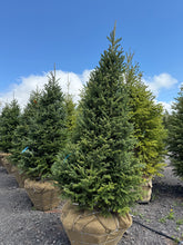 Load image into Gallery viewer, Fraser Fir