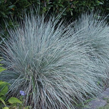 Load image into Gallery viewer, Blue Oat Grass
