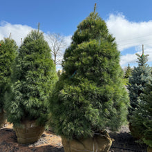 Load image into Gallery viewer, White Pine