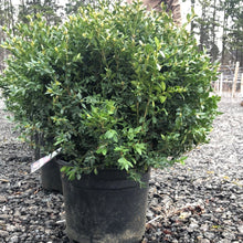 Load image into Gallery viewer, Boxwood, Green Velvet