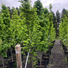 Load image into Gallery viewer, Pyramidal European Hornbeam 10