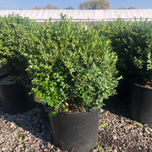 Load image into Gallery viewer, Boxwood, Green Mountain
