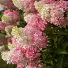 Load image into Gallery viewer, Hydrangea, Berry White