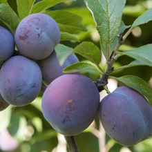 Load image into Gallery viewer, Italian Dwarf Plum 02
