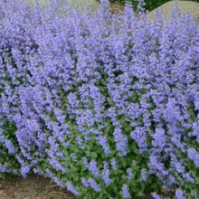 Load image into Gallery viewer, Purrsian Blue Catmint