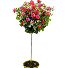 Load image into Gallery viewer, Standard Rose, Coral Drift