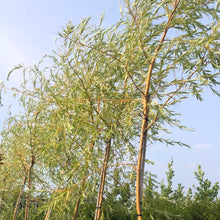 Load image into Gallery viewer, Weeping Willow Tree 12