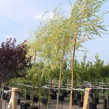 Load image into Gallery viewer, Weeping Willow Tree 12