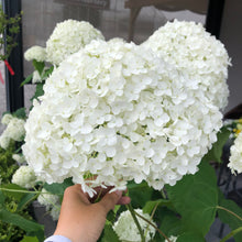 Load image into Gallery viewer, Hydrangea, Annabelle