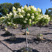 Load image into Gallery viewer, Standard Hydrangea, Limelight 35
