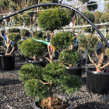 Load image into Gallery viewer, Pompom Sungold Cypress 32