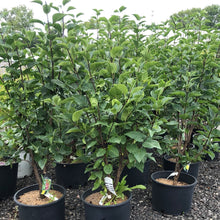 Load image into Gallery viewer, Charles Joly Lilac