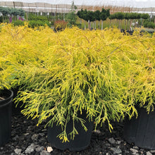 Load image into Gallery viewer, Golden Mops Cypress