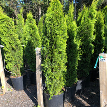 Load image into Gallery viewer, Emerald Cedar