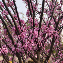 Load image into Gallery viewer, Eastern Redbud (Multi Stem)