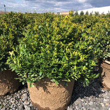 Load image into Gallery viewer, Boxwood, Green Velvet