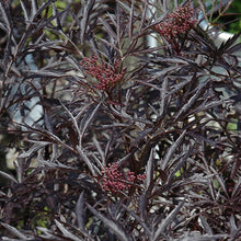 Load image into Gallery viewer, Black Lace Elderberry - Garden Centre - Nursery