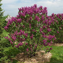Load image into Gallery viewer, Ludwig Spaeth Lilac - Garden Centre - Nursery