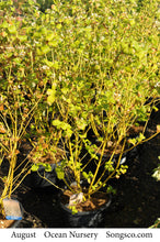 Load image into Gallery viewer, Buds Yellow Dogwood - Garden Centre - Nursery