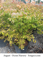 Load image into Gallery viewer, Compact Burning Bush - Garden Centre - Nursery