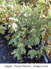 Load image into Gallery viewer, Ivory Halo Dogwood - Garden Centre - Nursery