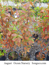Load image into Gallery viewer, Nannyberry - Garden Centre - Nursery