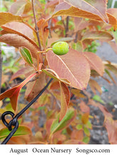 Load image into Gallery viewer, Nannyberry - Garden Centre - Nursery