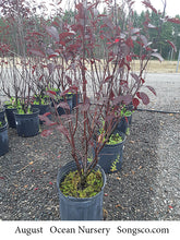 Load image into Gallery viewer, Purpleleaf Sandcherry - Garden Centre - Nursery