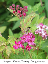 Load image into Gallery viewer, Anthony Waterer Spirea - Garden Centre - Nursery