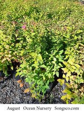 Load image into Gallery viewer, Goldflame Spirea - Garden Centre - Nursery