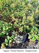 Load image into Gallery viewer, Little Princess Spirea - Garden Centre - Nursery