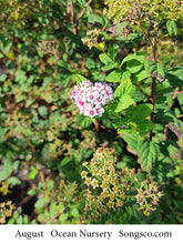 Load image into Gallery viewer, Little Princess Spirea - Garden Centre - Nursery