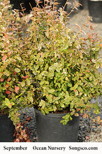 Load image into Gallery viewer, Emerald Gaiety Euonymus - Garden Centre - Nursery