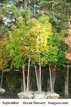 Load image into Gallery viewer, Sugar Maple - Garden Centre - Nursery