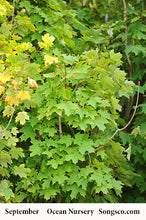 Load image into Gallery viewer, Sugar Maple - Garden Centre - Nursery