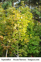 Load image into Gallery viewer, Sugar Maple - Garden Centre - Nursery