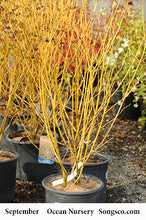 Load image into Gallery viewer, Buds Yellow Dogwood - Garden Centre - Nursery
